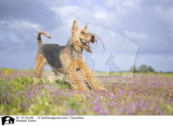 Airedale Terrier / Airedale Terrier / IF-16198