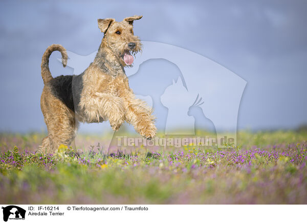 Airedale Terrier / Airedale Terrier / IF-16214