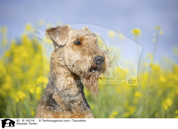 Airedale Terrier / Airedale Terrier / IF-16218