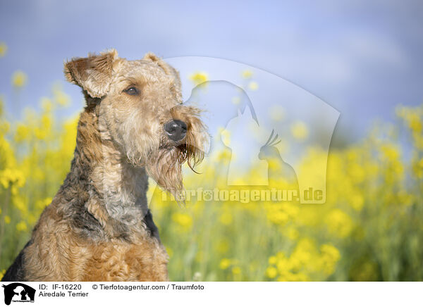 Airedale Terrier / Airedale Terrier / IF-16220