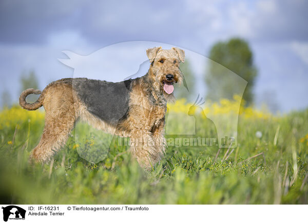 Airedale Terrier / Airedale Terrier / IF-16231
