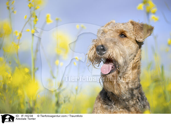 Airedale Terrier / Airedale Terrier / IF-16238