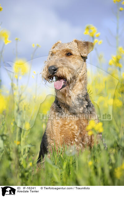 Airedale Terrier / Airedale Terrier / IF-16241