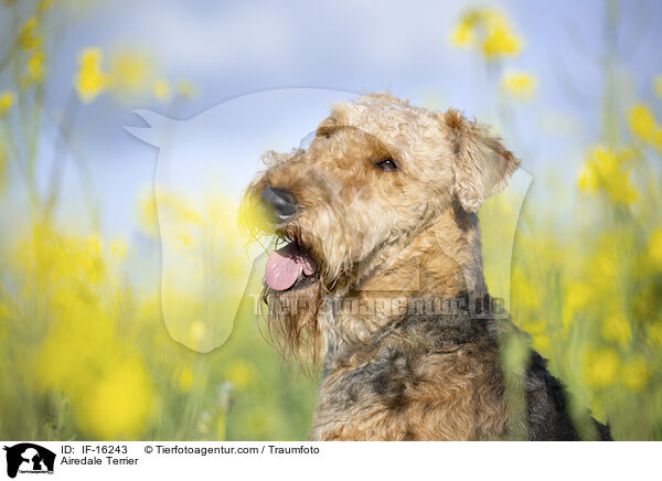 Airedale Terrier / Airedale Terrier / IF-16243