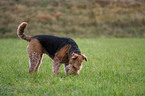 snuffling Airedale Terrier