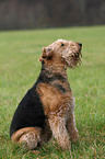 sitting Airedale Terrier