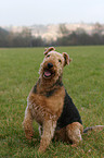 sitting Airedale Terrier