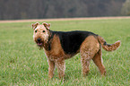 Airedale Terrier