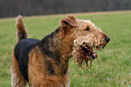 Airedale Terrier