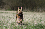 Airedale Terrier