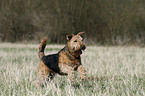 Airedale Terrier