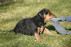 Airedale Terrier Puppy