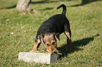 Airedale Terrier Puppy