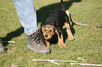 Airedale Terrier Puppy