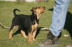 Airedale Terrier Puppy