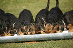 Airedale Terrier Puppy