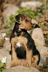 Airedale Terrier Puppy