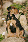 Airedale Terrier Puppy