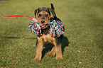 Airedale Terrier Puppy