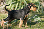 Airedale Terrier Puppy