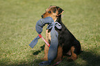 Airedale Terrier Puppy