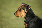 Airedale Terrier Portrait