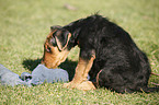 Airedale Terrier Puppy