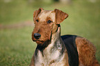 Airedale Terrier Portrait