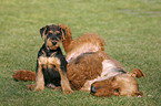 Airedale Terrier Puppy