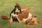 Airedale Terrier Puppy