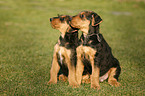 Airedale Terrier Puppy