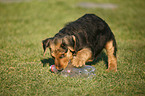 Airedale Terrier Puppy