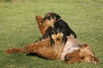 Airedale Terrier Puppy