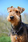 Airedale Terrier Portrait