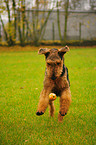 Airedale Terrier