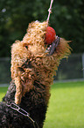 Airedale Terrier