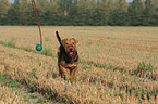 playing Airedale Terrier