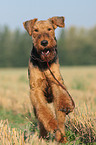 playing Airedale Terrier