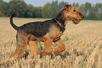 running Airedale Terrier