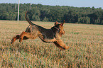 running Airedale Terrier