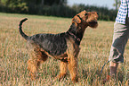 Airedale Terrier