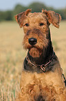 Airedale Terrier Portrait