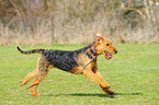 running Airedale Terrier