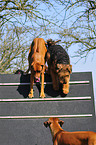 Airedale Terrier and Rhodesian Ridgeback
