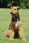 Airedale Terrier