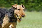 Airedale Terrier Portrait