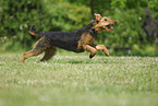 running Airedale Terrier