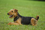 Airedale Terrier