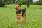 Airedale Terrier