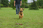 running Airedale Terrier